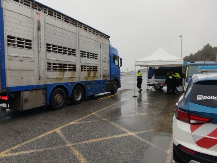 Cazado en Girona mientras conducía un camión de terneros colocado de cocaína