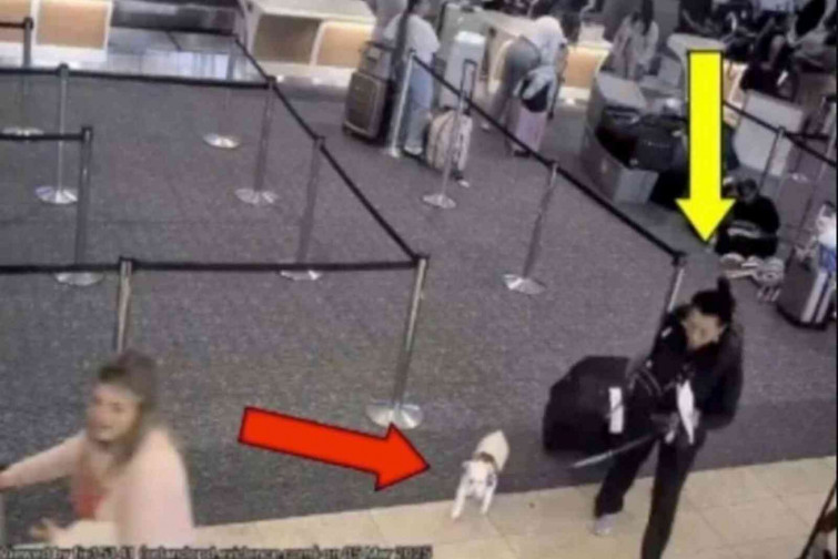 Una mujer ahoga a su perro en el baño del aeropuerto tras impedirle abordar un vuelo con él