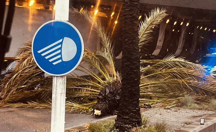 Cae una palmera en la Ronda Litoral de Barcelona a causa de las lluvias