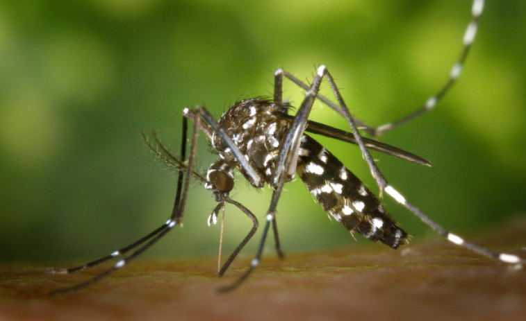 El mosquito tigre extiende la alarma por Catalunya: 743 municipios bajo vigilancia por su avance