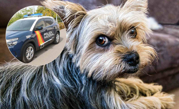Lanza a sus dos perros desde un octavo piso en Alicante porque estaba cansada de sacarlos a pasear