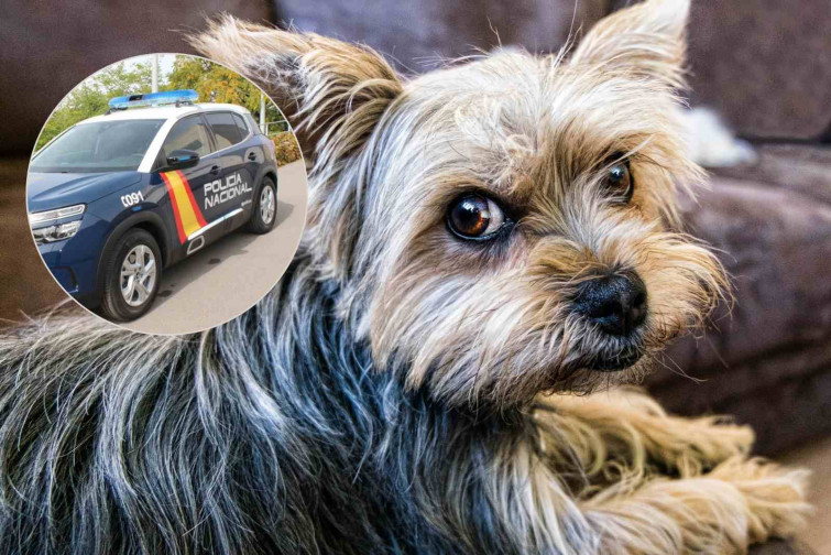 Lanza a sus dos perros desde un octavo piso en Alicante porque estaba cansada de sacarlos a pasear