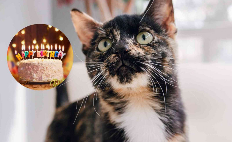 El gato más viejo del mundo cumple 30 años: conoce el secreto de su longevidad