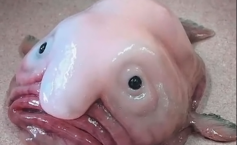 El animal más feo del mundo premiado como pez del año en Nueva Zelanda