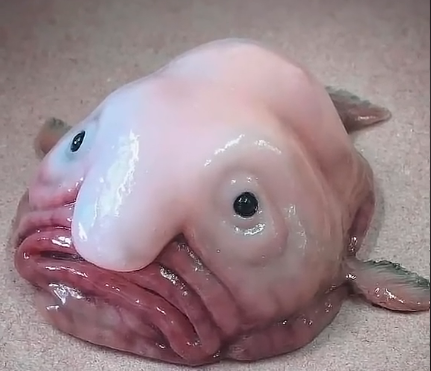 El animal más feo del mundo premiado como pez del año en Nueva Zelanda