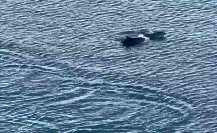 Una visita inesperada: un grupo de delfines invade el puerto de Barcelona