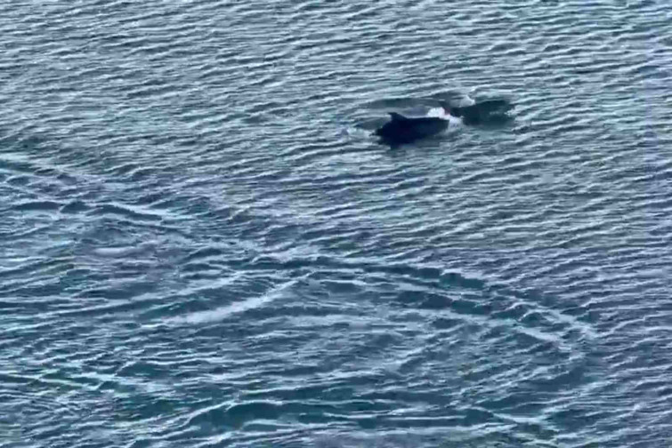 Una visita inesperada: un grupo de delfines invade el puerto de Barcelona