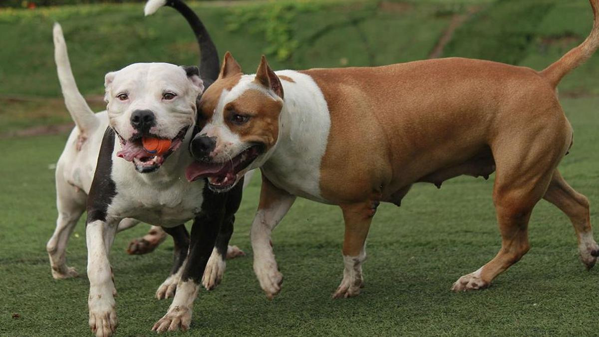 Catalunyapress pitbulls