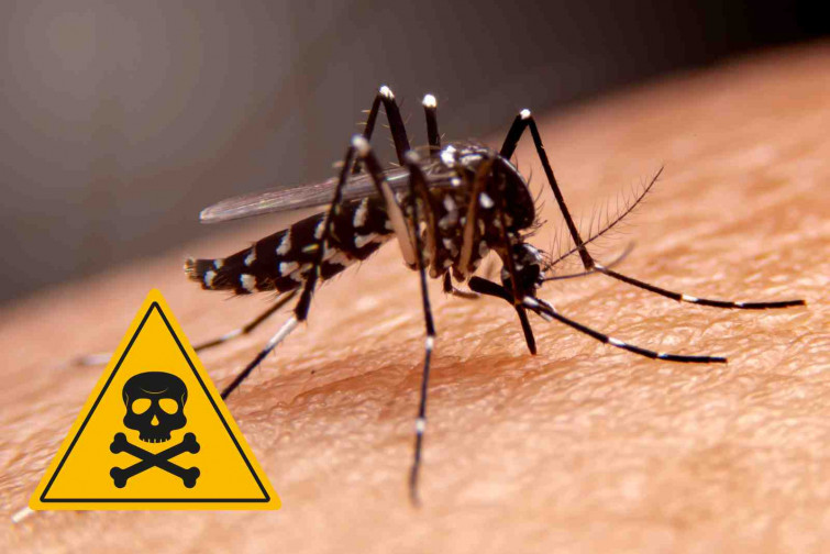 Un medicamento convierte la sangre humana en un veneno mortal para los mosquitos
