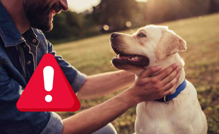 Un hombre muere solo en su piso de Madrid y el perro devora su cadáver