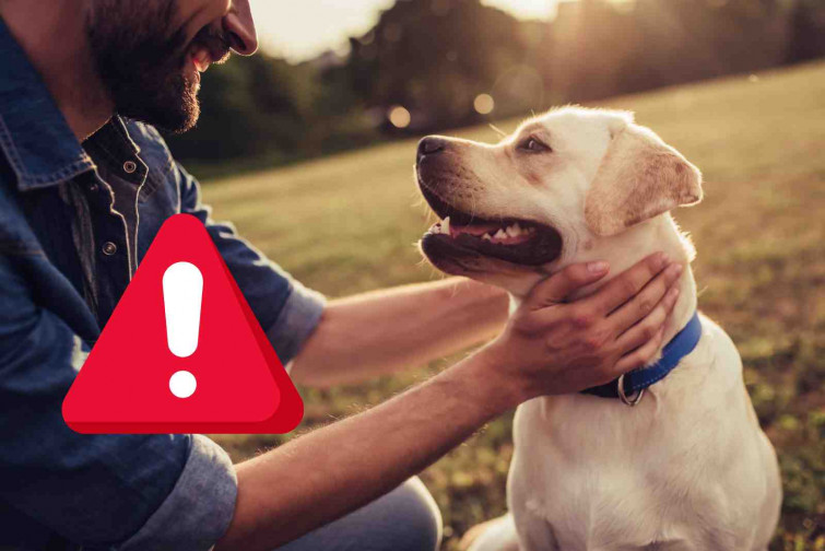 Un hombre muere solo en su piso de Madrid y el perro devora su cadáver