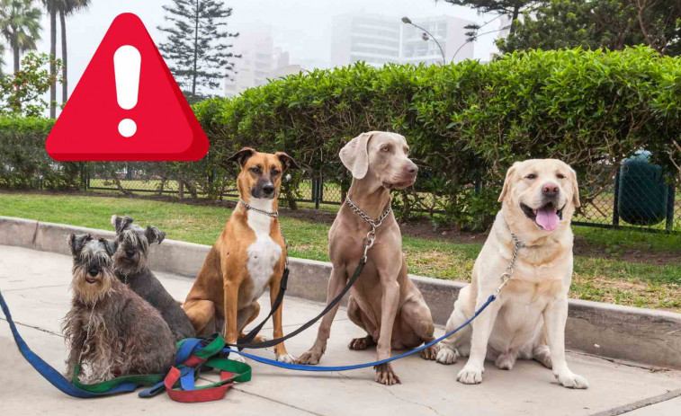 Una jauría de 24 perros devora hasta la muerte a una anciana con demencia en su domicilio