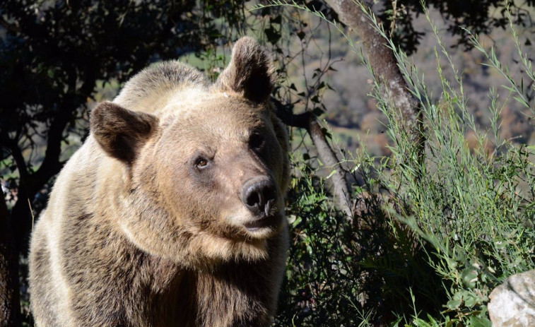 La población del oso pardo en Catalunya: un futuro esperanzador para la especie