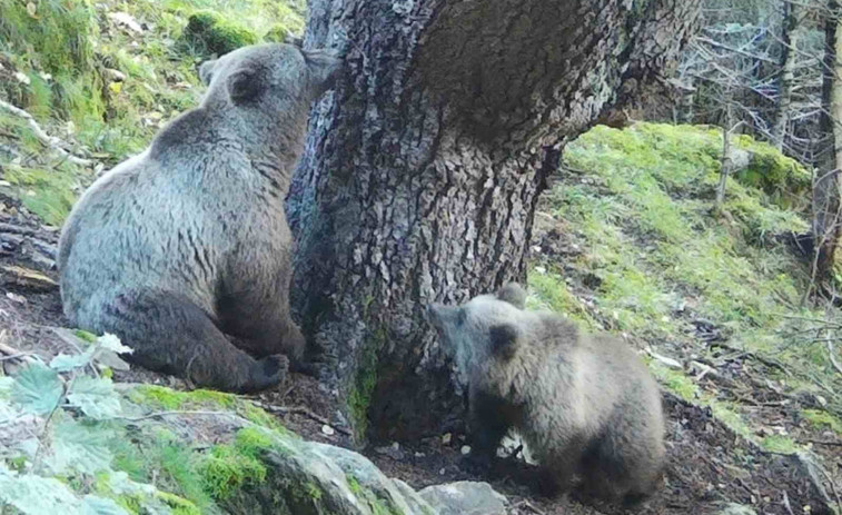 Las cuatro comarcas catalanas donde puedes encontrar osos pardos