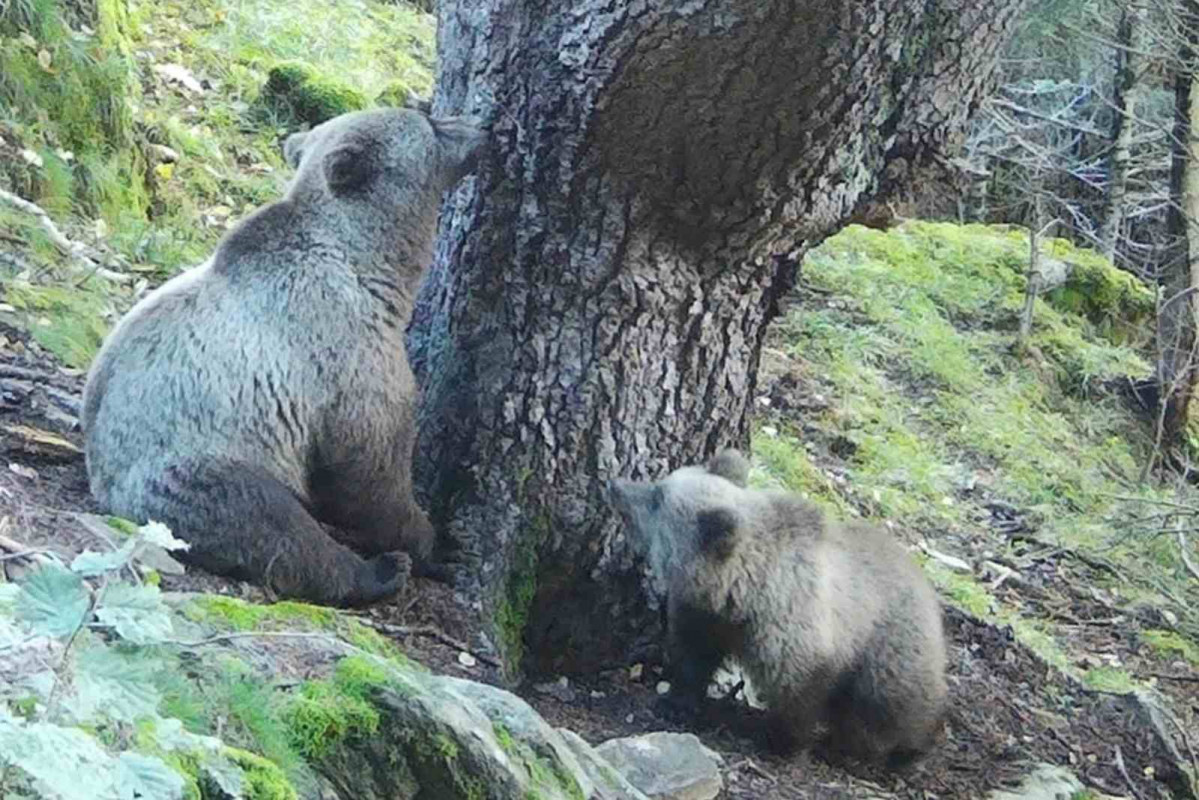 Ejemplares de oso pardo   GOVERN