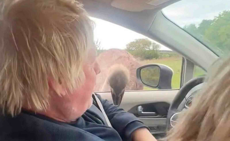 VÍDEO | Un avestruz muerde en la cara al expresidente británico Boris Johnson