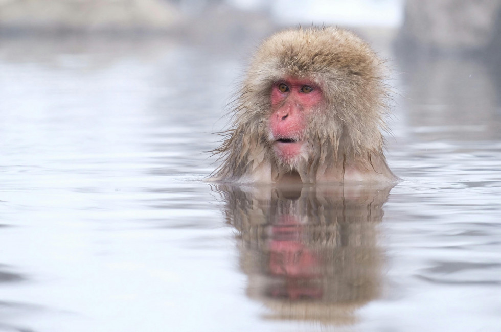 Pexels open borders 31390775