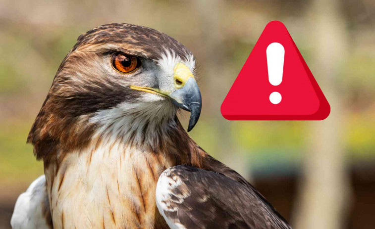 La solución que ha adoptado Lleida para acabar definitivamente con la plaga de palomas