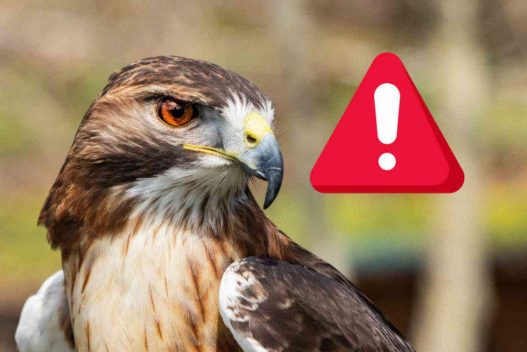 La solución que ha adoptado Lleida para acabar definitivamente con la plaga de palomas
