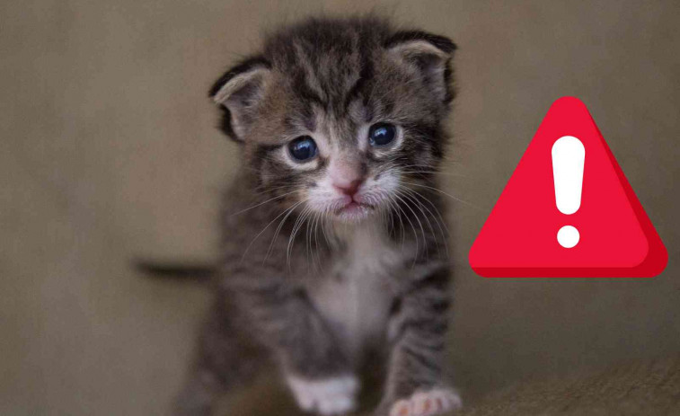Así funciona la nueva Ley de Bienestar Animal: 9.000 euros de multa por abandonar a un gato en la calle