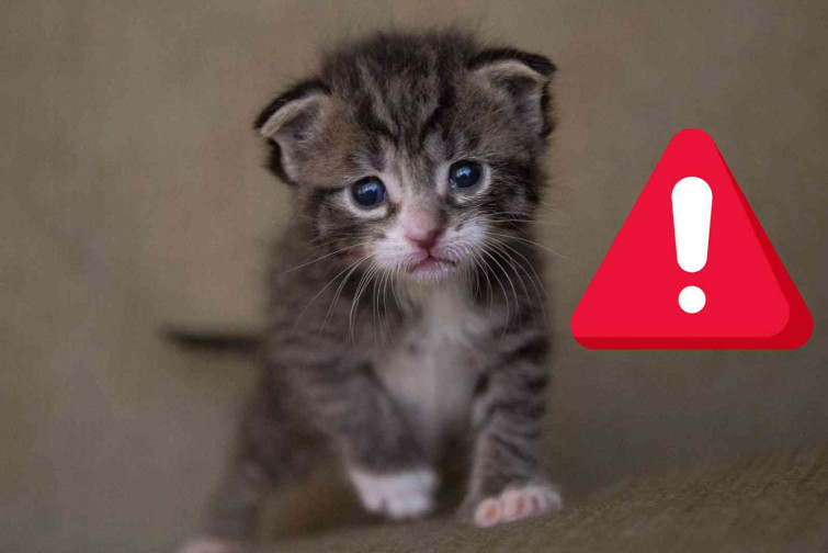 Así funciona la nueva Ley de Bienestar Animal: 9.000 euros de multa por abandonar a un gato en la calle