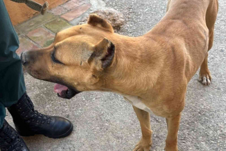 Investigan a una persona en Tarragona por presuntamente mutilar las orejas a 5 perros