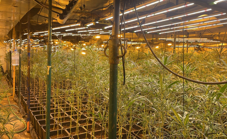 La Guardia Civil detiene a dos personas por tenencia ilegal de 810 plantas de marihuana en Girona
