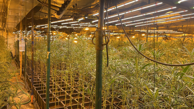 La Guardia Civil detiene a dos personas por tenencia ilegal de 810 plantas de marihuana en Girona