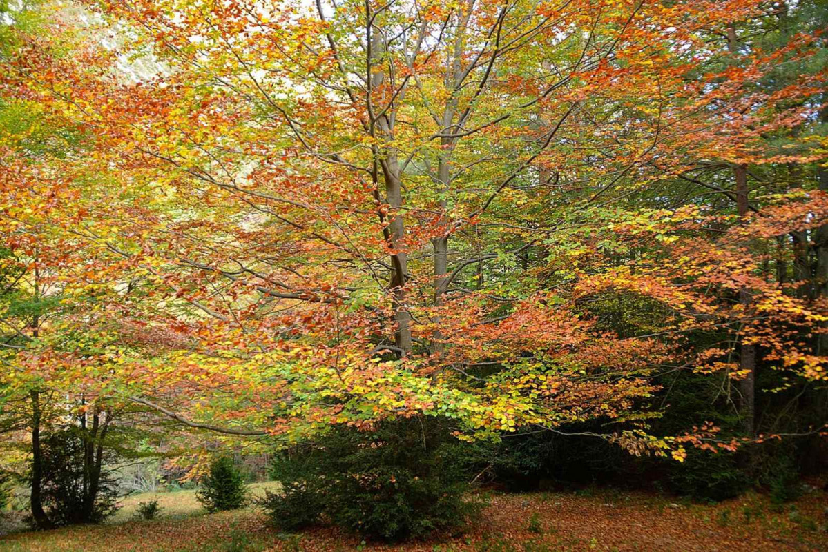 Bosc de Bosc de la Baga de Gresolet, en el Berguedà