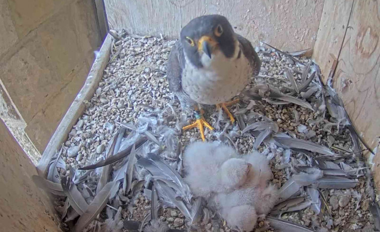 ¡Sorpresa en la Sagrada Família! Nacen halcones peregrinos en lo alto de la basílica de Gaudí
