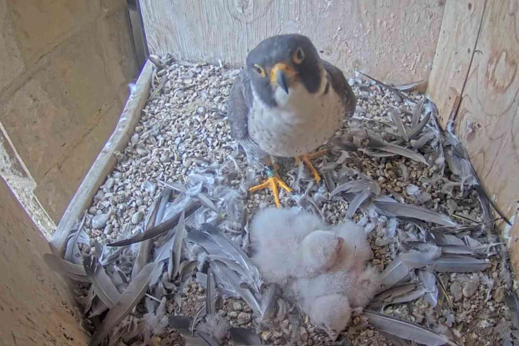 ¡Sorpresa en la Sagrada Família! Nacen halcones peregrinos en lo alto de la basílica de Gaudí