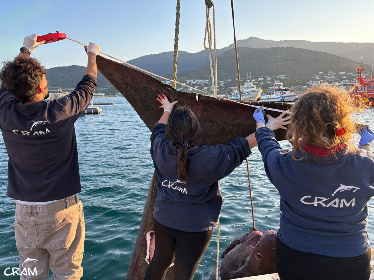 Récord de rescates marinos en Catalunya: 69 animales salvados en lo que va de 2025