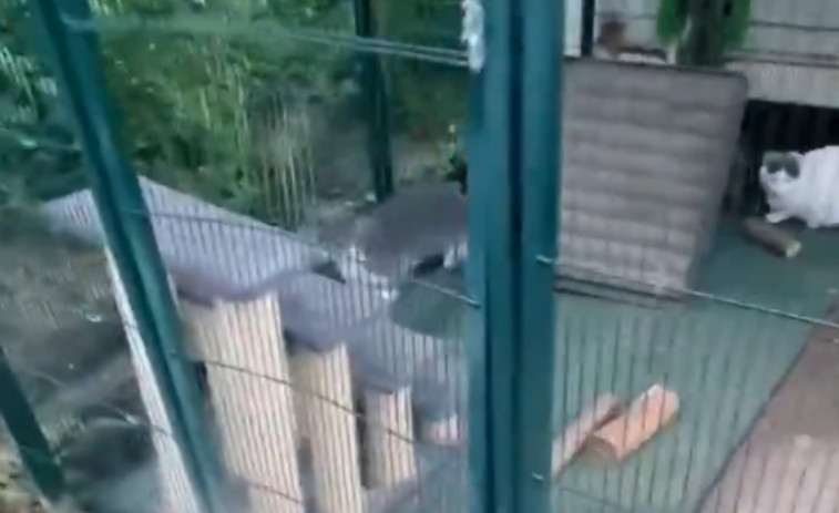 VÍDEO: Denuncian el ataque a una colonia felina de Sant Quirze de Besora