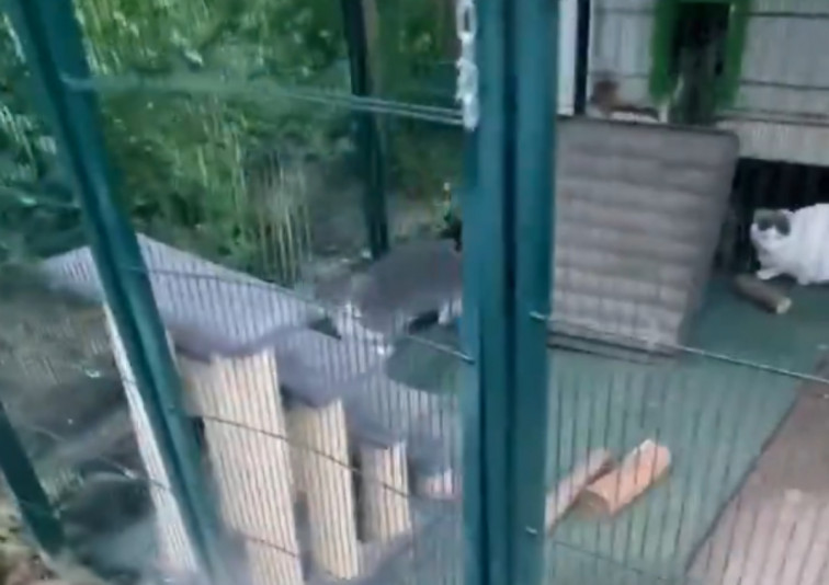 VÍDEO: Denuncian el ataque a una colonia felina de Sant Quirze de Besora