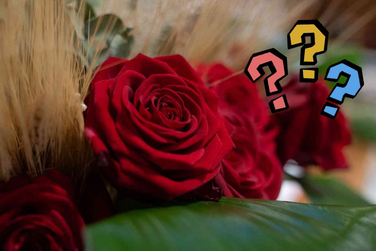 Rosa de Sant Jordi en Barcelona