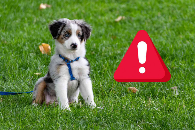 ¿Dónde están los perros de Figueres? Denuncian opacidad, enfermedades y desapariciones