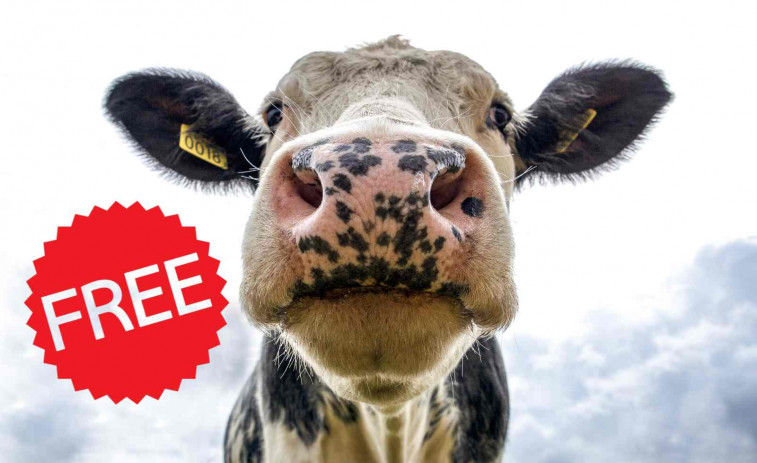 ¡Adiós a los cercados eléctricos! Las vacas del Cap de Creus están vigiladas por GPS