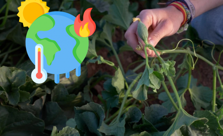 El nuevo perjuicio que las olas de calor provocan a las plantas