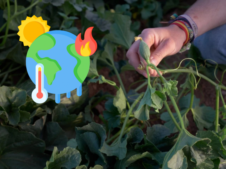 El nuevo perjuicio que las olas de calor provocan a las plantas