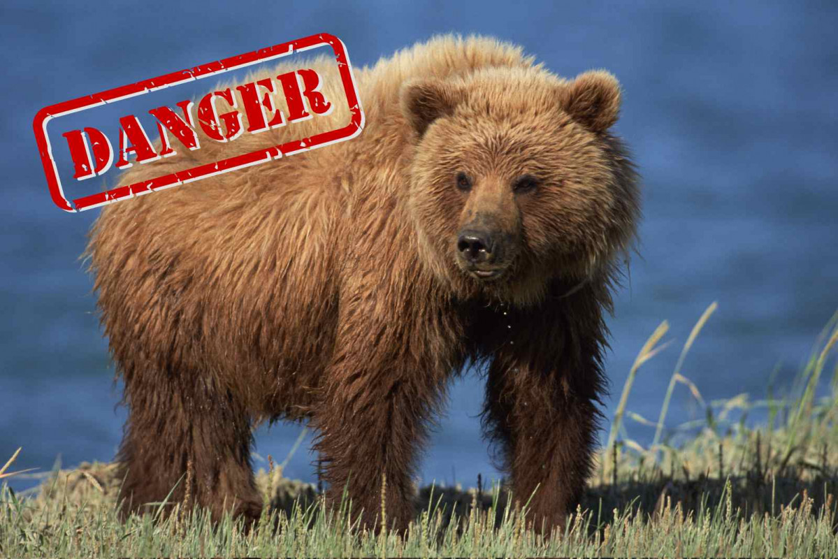 Un oso pardo