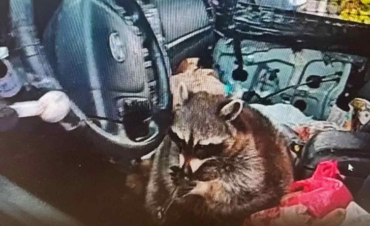 La policía encuentra a un mapache 