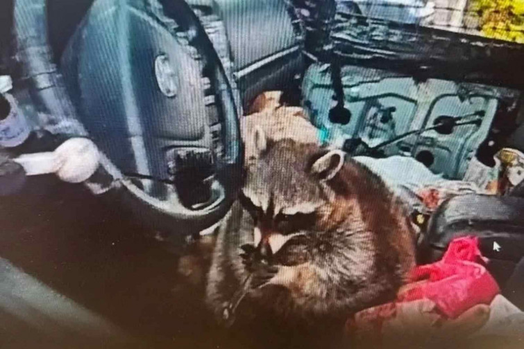 La policía encuentra a un mapache 