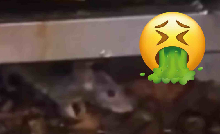 VÍDEO | Un kebab de Lleida acaba precintado tras viralizarse unas imágenes de un ratón en el asador