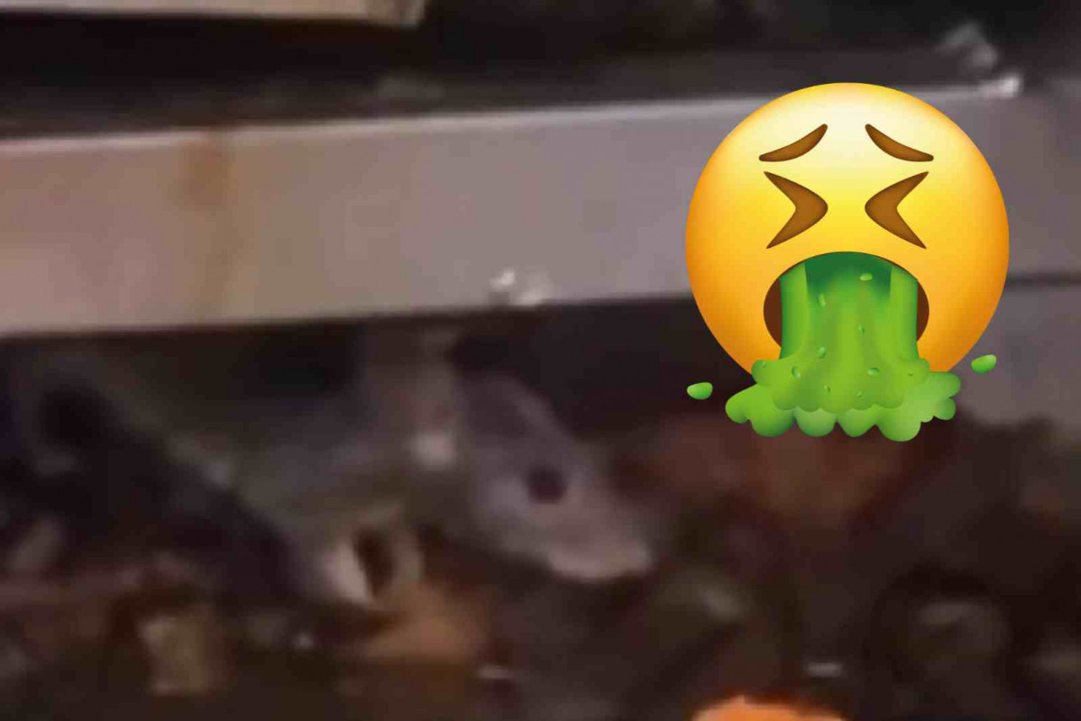 Rata en el asador