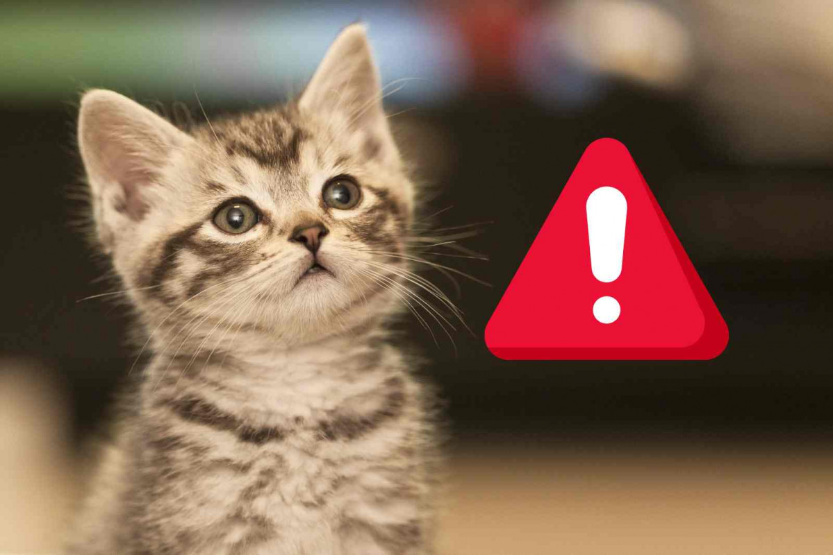 Alerta, gato   CANVA