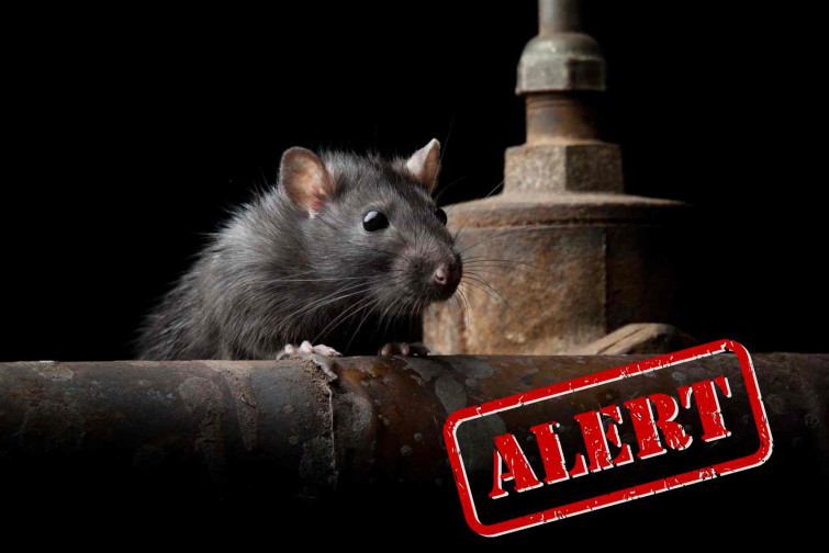 Una rata gigante devora a un bebé de 6 meses mientras estaba en su cuna