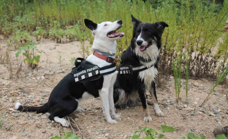 Los perros de la policía rural de Catalunya cobrarán jubilación