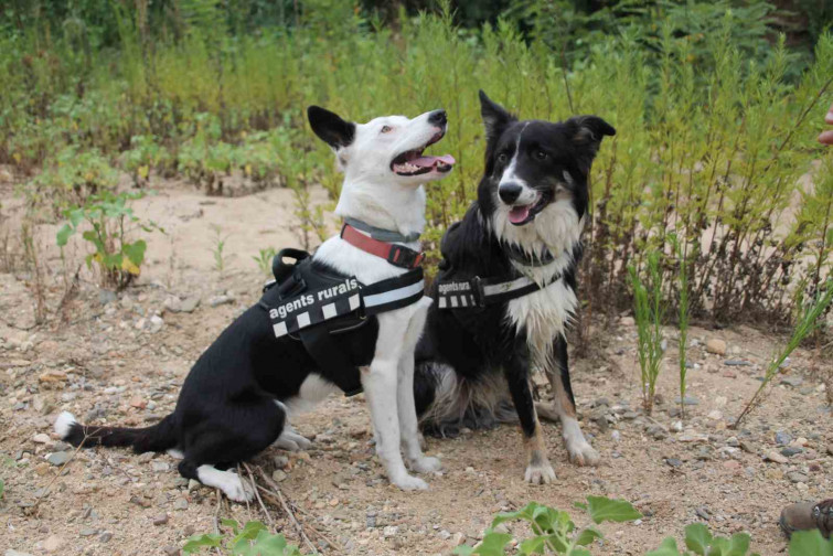 Los perros de la policía rural de Catalunya cobrarán jubilación