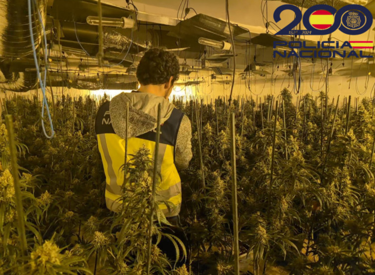 Golpe contra la marihuana: desmantelada una gran plantación en Riudellots de la Selva