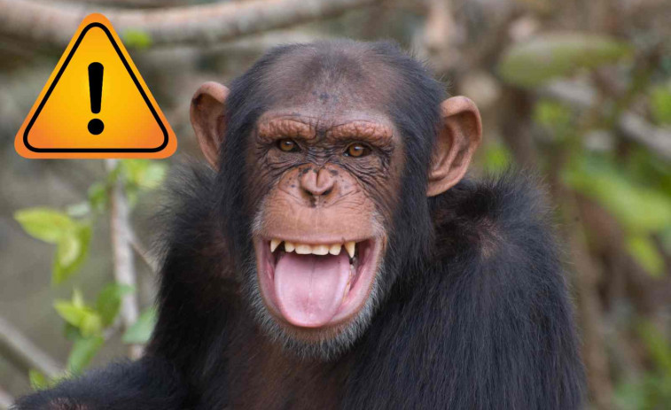 Crió a un chimpancé como si fuese su hijo… hasta que le arrancó la cara a su amiga